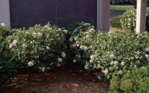 Koreanspice Viburnum form