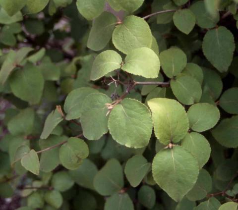 Koreanspice Viburnum leaves