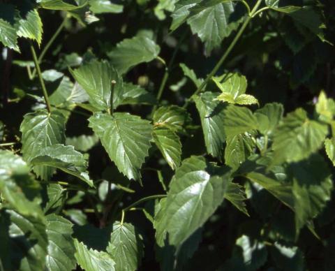 Arrowwood Viburnum leaves