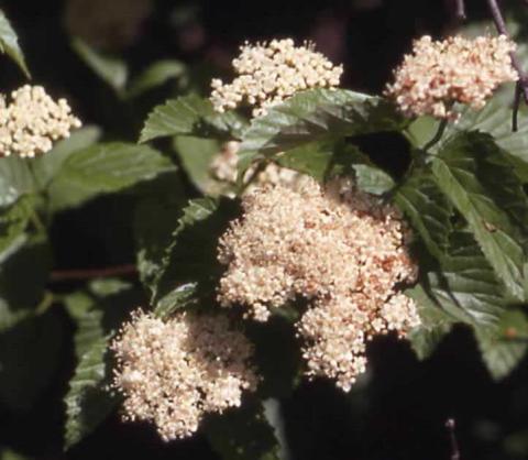 Arrowwood Viburnum flowers