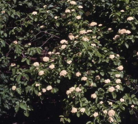 Arrowwood Viburnum flowers