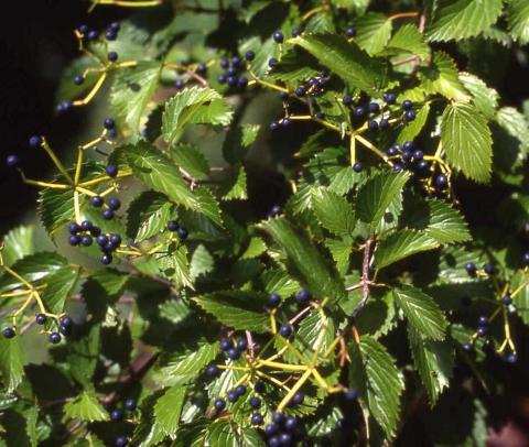 Arrowwood Viburnum fruit