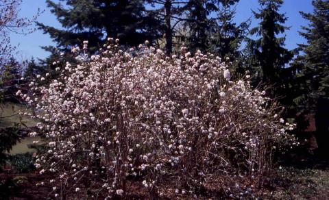 Fragrant Viburnum in flower