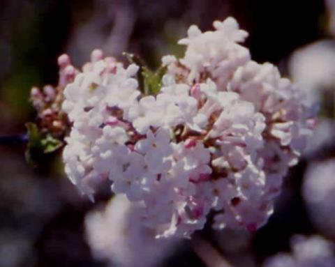 Fragrant Viburnum flowers