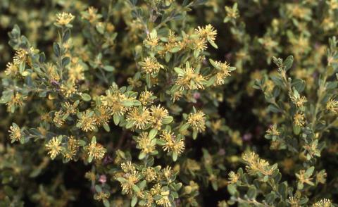 Korean Boxwood leaves and flowers