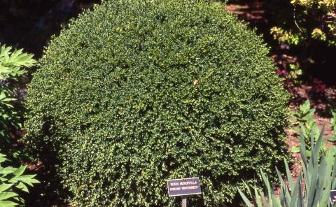 Korean Boxwood,  form of the hybrid 'Wintergreen'
