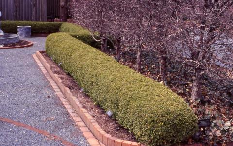 Korean Boxwood,  hedge of the hybrid 'Wintergreen'