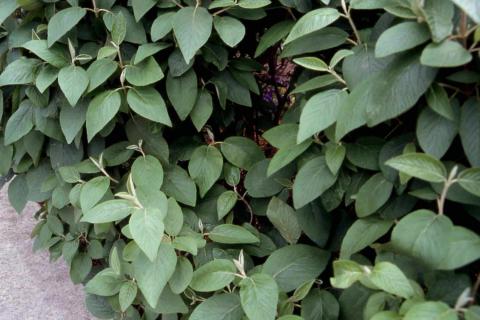 Wayfaringtree Viburnum leaves