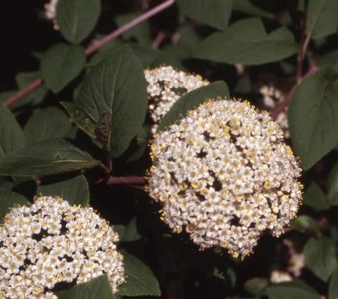 Wayfaringtree Viburnum flowers