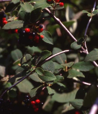 Wayfaringtree Viburnum fruit
