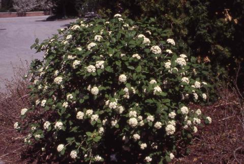 Wayfaringtree Viburnum, form of the cultivar ‘Emerald Triumph’