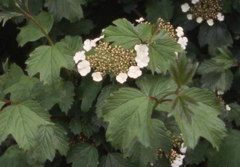 European Cranberrybush Viburnum flowers and leaves