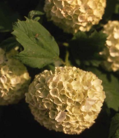 European Cranberrybush Viburnum,  flowers of the cultivar ‘Sterile’