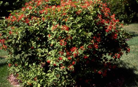 European Cranberrybush Viburnum form