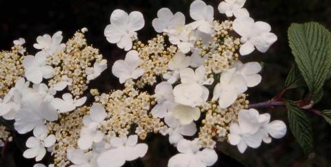 Doublefile Viburnum flowers