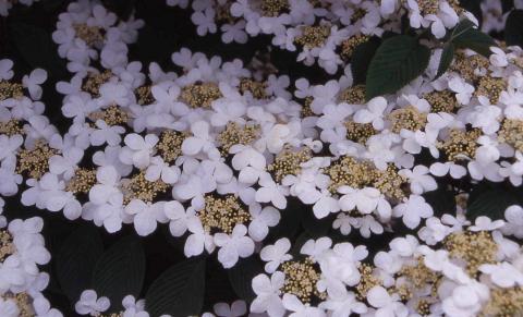 Doublefile Viburnum flowers