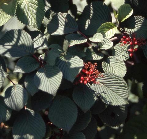 Doublefile Viburnum fruit and leaves