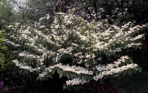 Doublefile Viburnum in flower