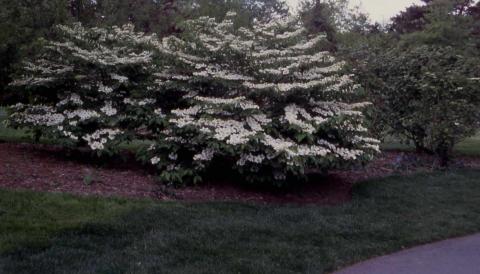Doublefile Viburnum in flower