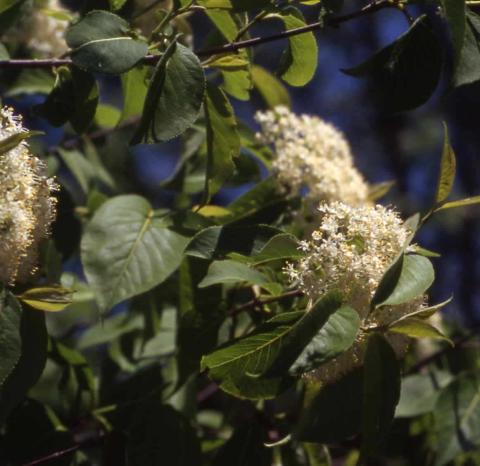 Blackhaw  Viburnum flowers and leaves