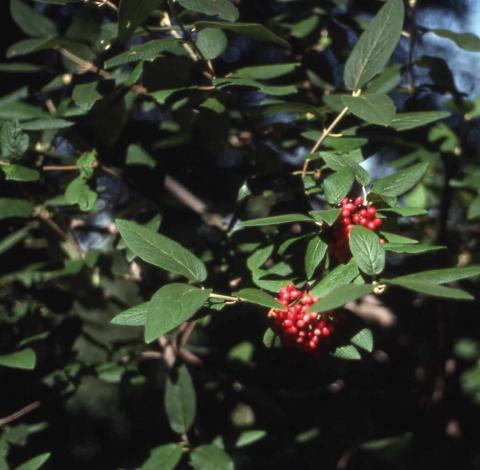 Lantanaphyllum Viburnum fruit and leaves