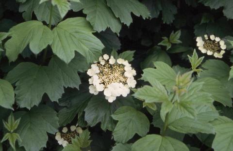 American Cranberrybush Viburnum flowers and leaves