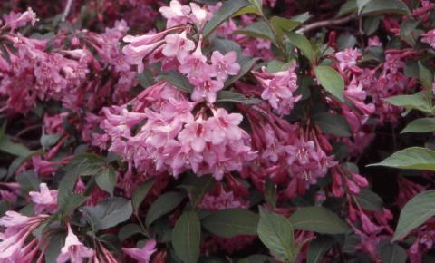 Old Fashioned Weigela flowers