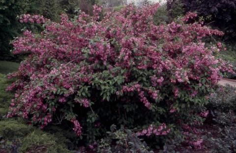 Old Fashioned Weigela form