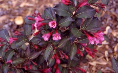 Old Fashioned Weigela, flowers and leaves of the cultivar ‘Alexandra’ (Wine and Roses®)