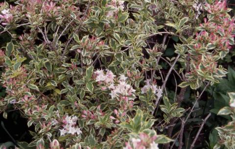 Old Fashioned Weigela, leaves and flowers of the cultivar ‘Variegata’
