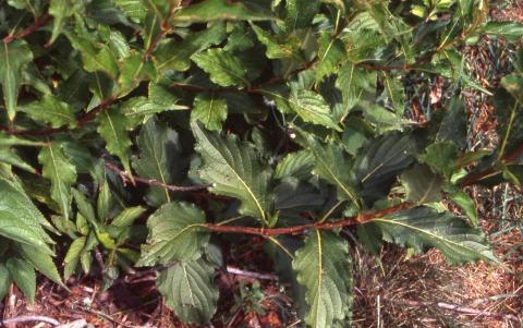 Old Fashioned Weigela leaves
