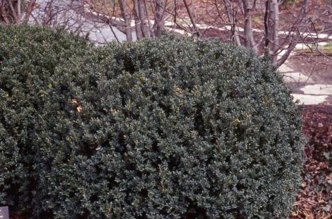 Common Boxwood form