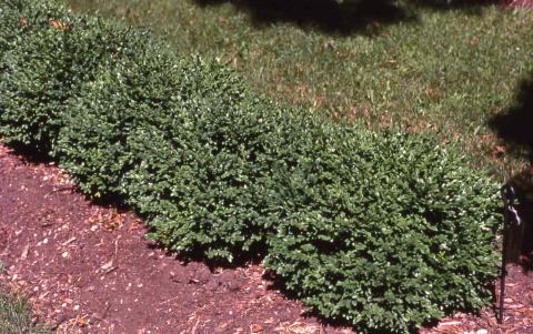 Common Boxwood, hybrid 'Glencoe'