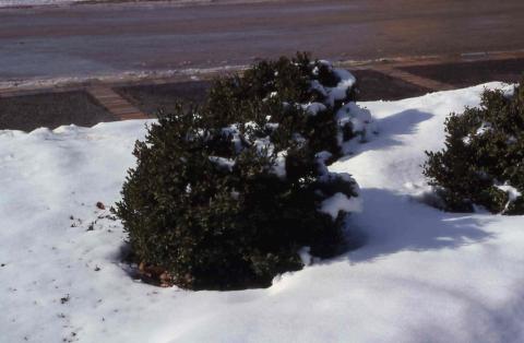 Common boxwood, hybrid 'Green Velvet'