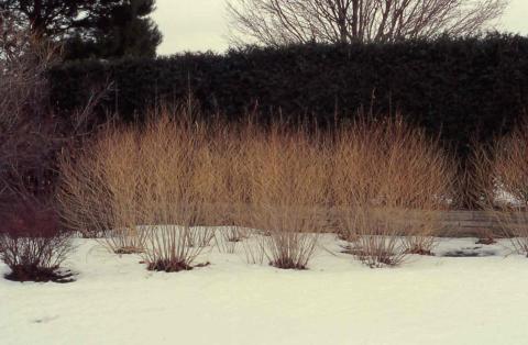 Purple Beautyberry winter form