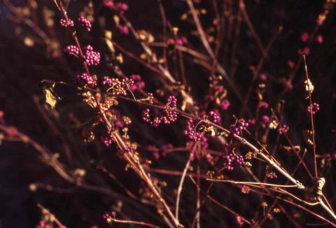Japanese Beautyberry fruit