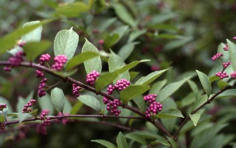 Japanese Beautyberry fruit and leaves