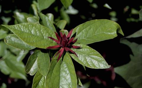 Sweetshrub flower and leaves
