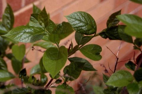 Sweetshrub leaves