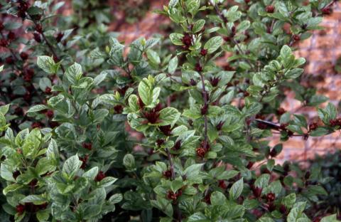 Sweetshrub leaves and flowers