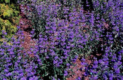 Bluebeard,  flowers of the cultivar 'Dark Knight'