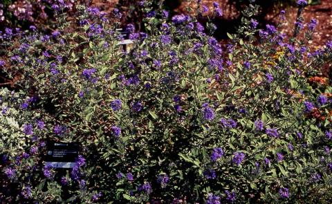 Bluebeard flowers of the cultivar 'Longwood Blue'