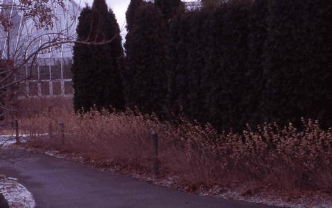 Bluebeard winter form