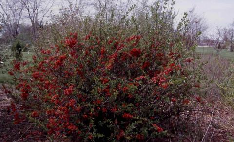 Common Flowering Quince shrub in flower