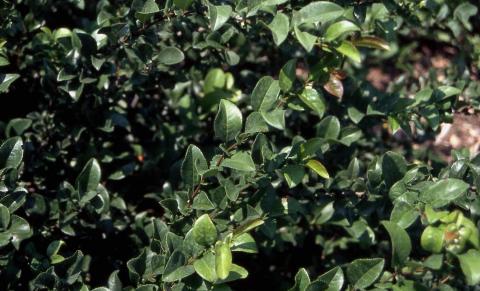 Common Flowering Quince leaves