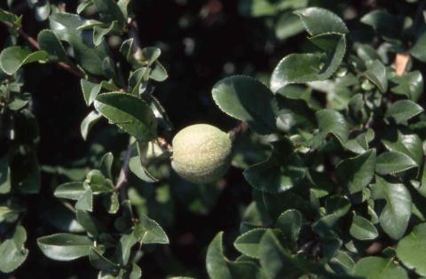 Common Flowering Quince fruit