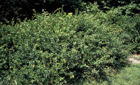 Common Flowering Quince form