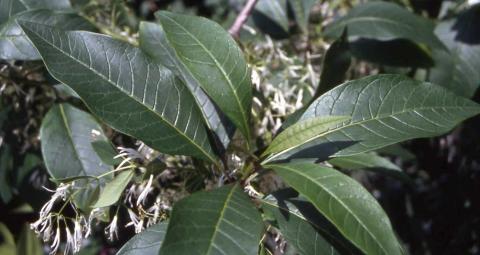 White Fringetree leaves