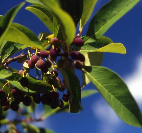 White Fringetree fruit