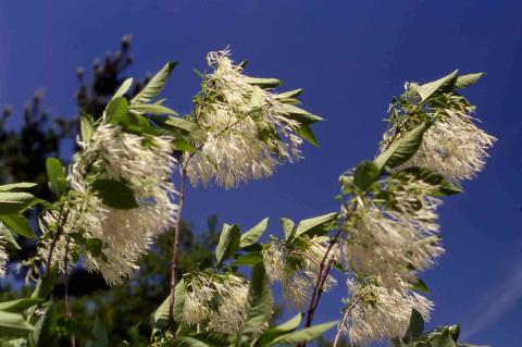 White Fringetree flowers